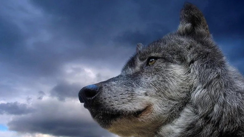 Never Cry Wolf sahne 3